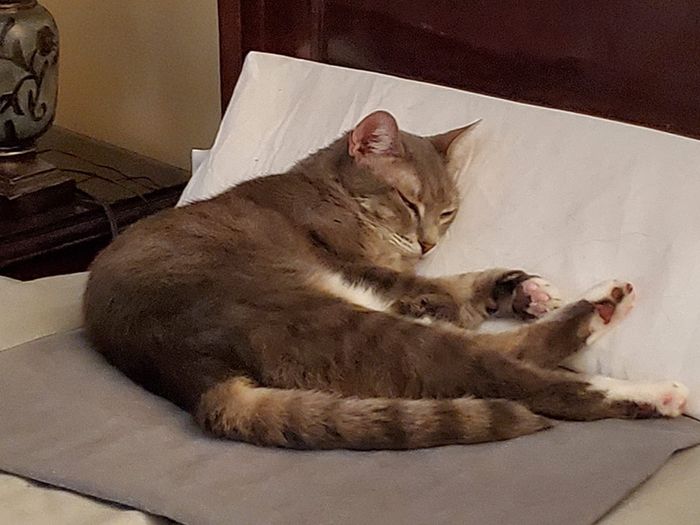 The reviewer's cat peacefully lounging on the pillow.