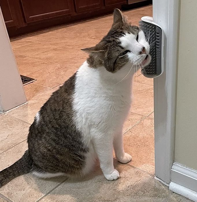 A reviewer image showing a cat happily rubbing its face against the wall-mounted brush.