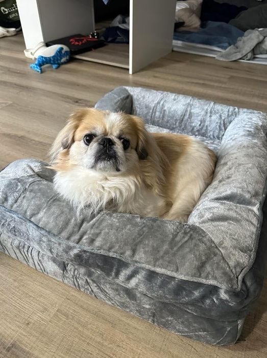 A small dog relaxing in a pet bed, with household items visible in the background.