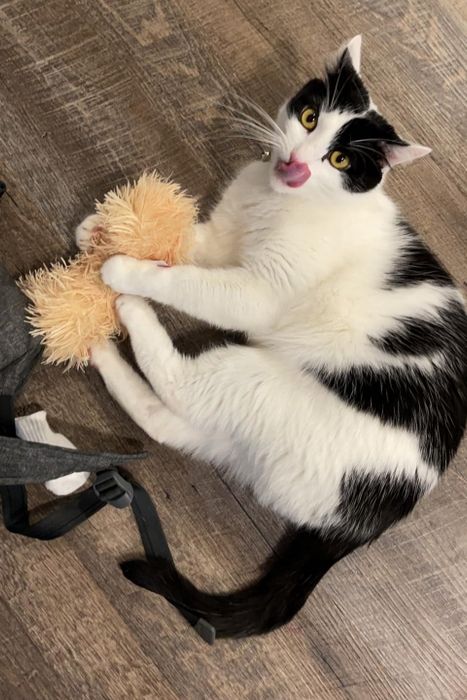 Another reviewer’s photo of a black and white cat playing with a plush toy on a wooden floor.