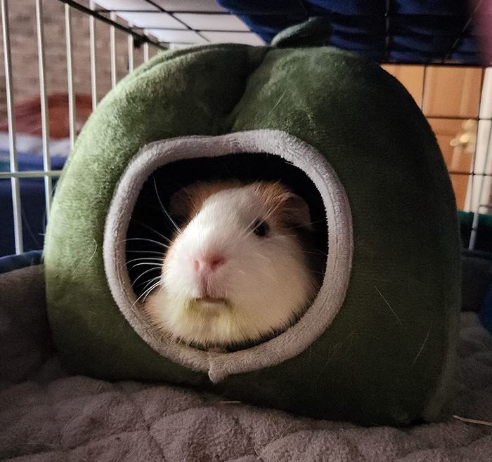 a photo showing a guinea pig peeking out from a cozy, green, cave-shaped bed nestled inside a cage