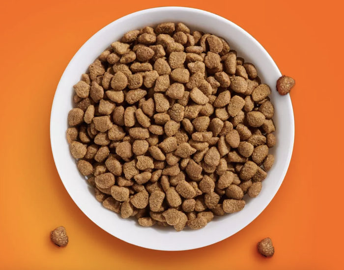 A white bowl filled with dry dog kibble, placed against an orange backdrop