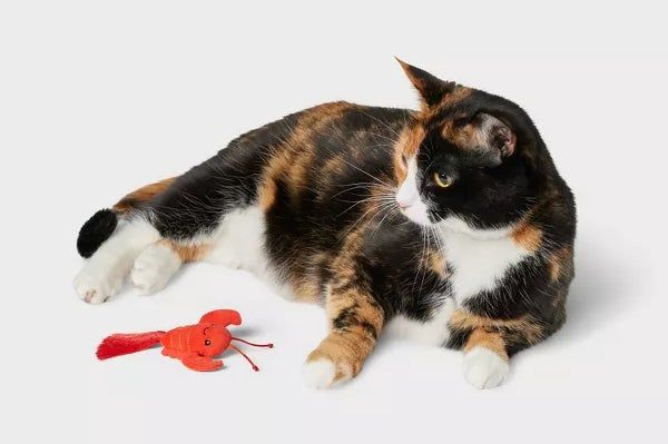 A calico cat is lounging with an orange lobster toy in front of it