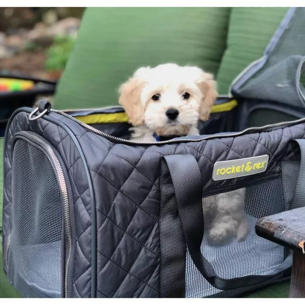 A small white puppy relaxing inside the carrier.