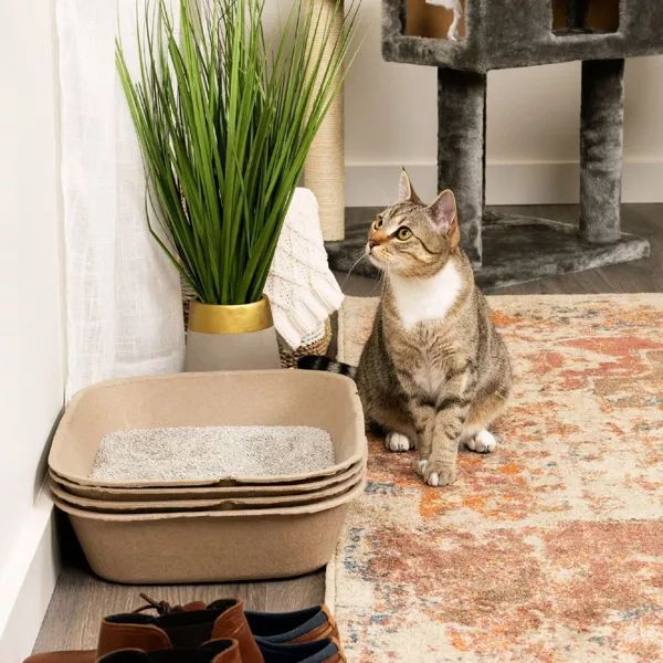 A tabby cat lounges next to the litter boxes