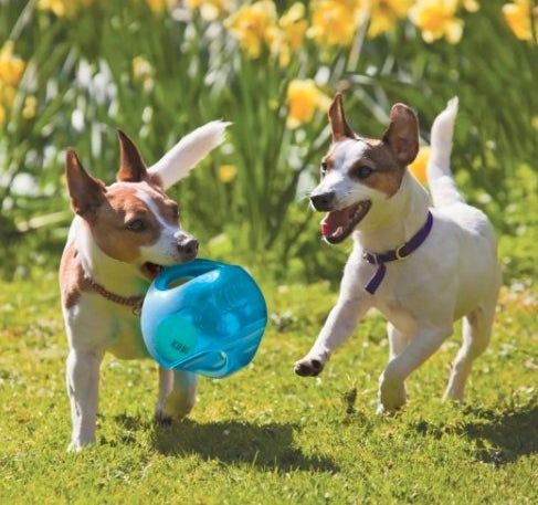 Two dogs are happily playing with their favorite toy.