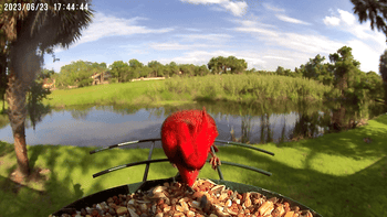 A gif of a bird pecking at seeds from a feeder