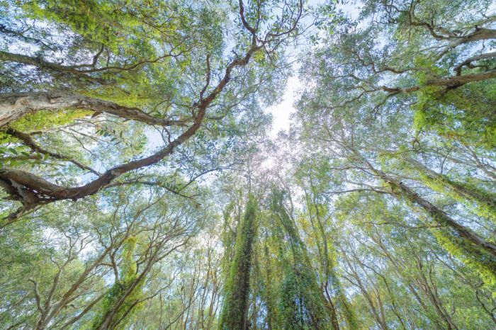 “สวนพฤกษศาสตร์” และ “ทุ่งโปรงทอง” สองแหล่งท่องเที่ยวแนวรักษ์โลกแบบ Net Zero ในภูมิภาคตะวันออก