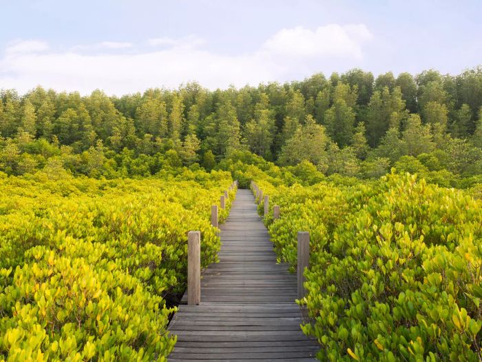 “สวนพฤกษศาสตร์” และ “ทุ่งโปรงทอง” สองแหล่งท่องเที่ยวแนวรักษ์โลกแบบ Net Zero ในภูมิภาคตะวันออก