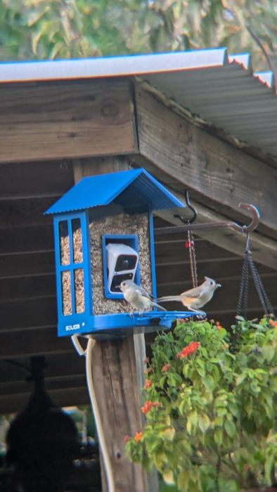Two small birds perched on a blue bird feeder