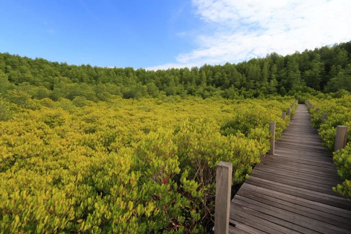 “สวนพฤกษศาสตร์” และ “ทุ่งโปรงทอง” สองแหล่งท่องเที่ยวแนวรักษ์โลกแบบ Net Zero ในภูมิภาคตะวันออก