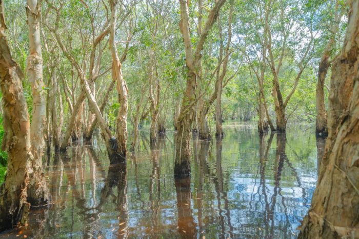 “สวนพฤกษศาสตร์” และ “ทุ่งโปรงทอง” สองแหล่งท่องเที่ยวแนวรักษ์โลกแบบ Net Zero ในภูมิภาคตะวันออก