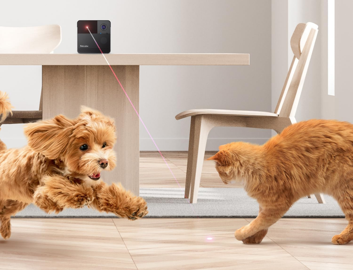 A dog and cat playing with a laser from Petcube