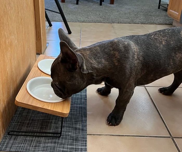 a reviewer's French bulldog eating from white ceramic bowls placed in a bamboo tilted holder with a sleek black metal base