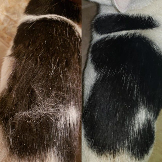 A before-and-after photo showing the spray significantly reducing the cat's dander.