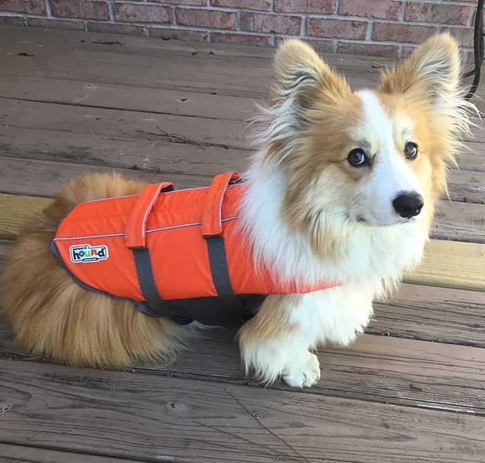 a reviewer’s small, fluffy dog sporting the orange life vest