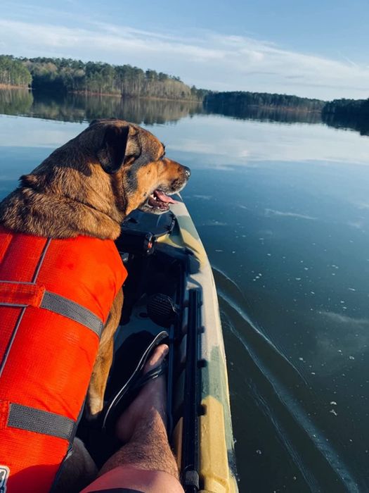 a reviewer’s big dog wearing an orange life jacket while sitting in a boat