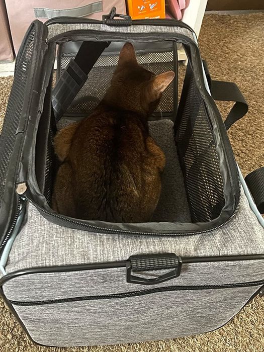 A reviewer’s cat pictured inside the pet carrier.