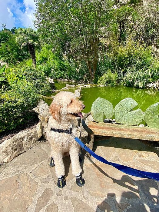 a reviewer's canine companion sporting the sleek black footwear