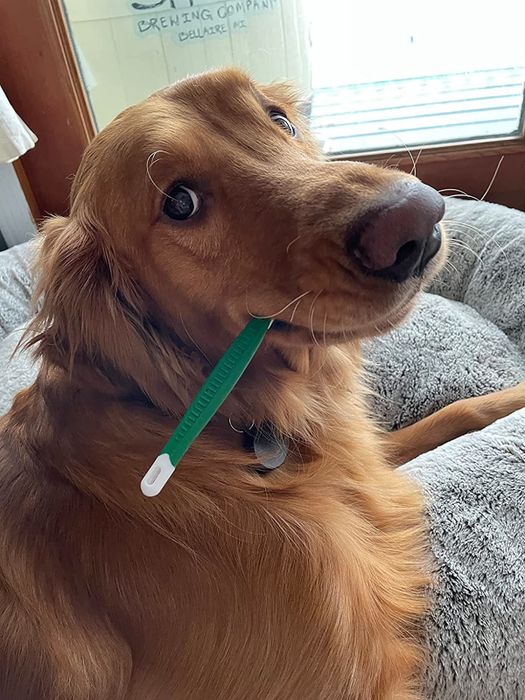 a reviewer’s dog with a toothbrush gently placed in its mouth