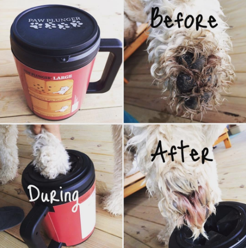 Reviewer's before and after photos demonstrating how the Paw Plunger effectively removed all the dirt from their white dog's paw