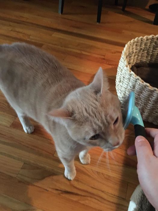 a reviewer’s cat happily rubbing its face against the slicker brush