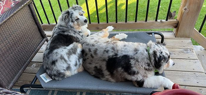 A photo of a reviewer’s dogs lounging on the medium-sized bed.