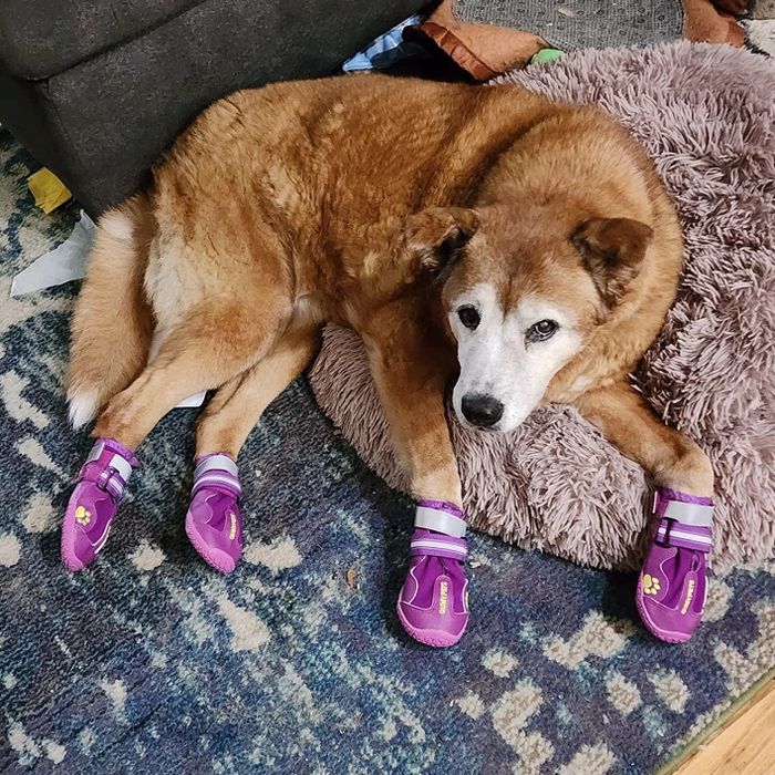 a reviewer’s dog sporting the purple shoes