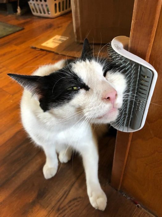 A reviewer’s three-legged cat using the self-grooming toy to scratch its left cheek