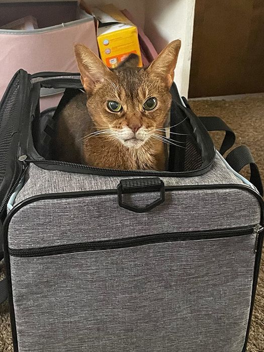 A photo of a reviewer’s cat comfortably resting inside the pet carrier.
