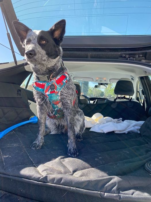 a reviewer's dog resting in the trunk of a hatchback, protected by a black cover