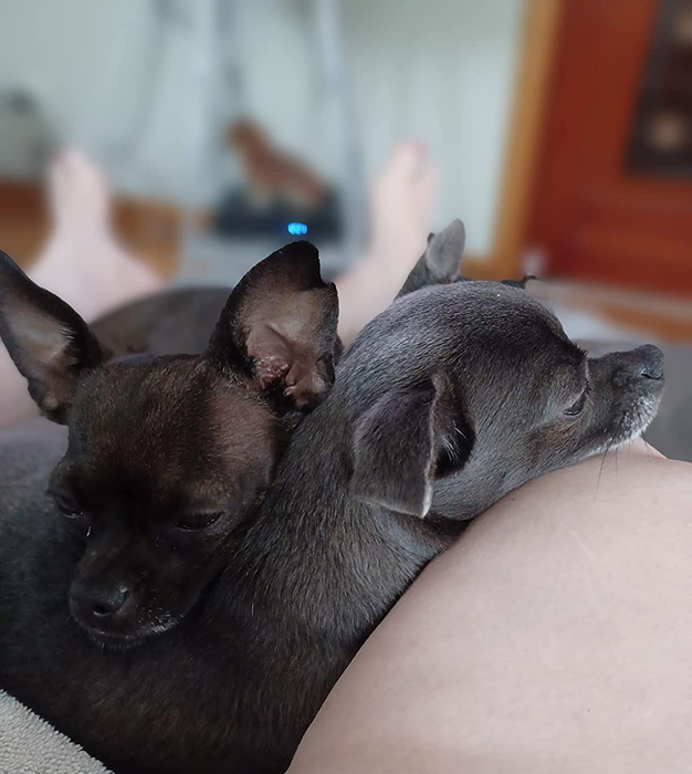 A reviewer's dogs showing off their flea-free fur after using the treatment.