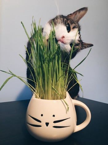 A cat happily chewing on cat grass planted in a white mug