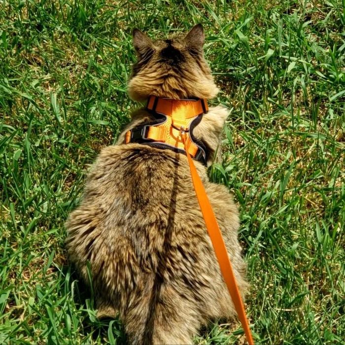 A photo of a reviewer’s cat wearing the XS harness.