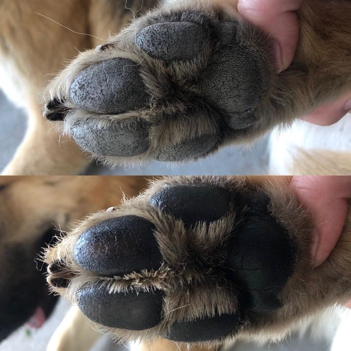 a reviewer’s before and after photos showing how effectively the balm moisturizes a dog’s paw pads