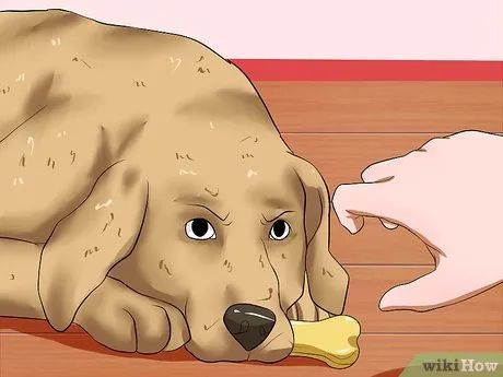 The same dog's teeth now appear noticeably whiter.