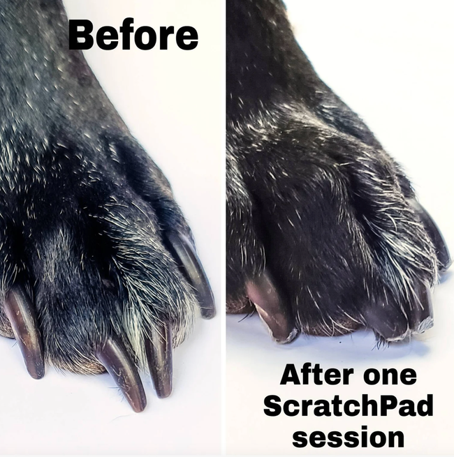 A before-and-after image showing the transformation of a dog's nails, shorter after using the ScratchPad.