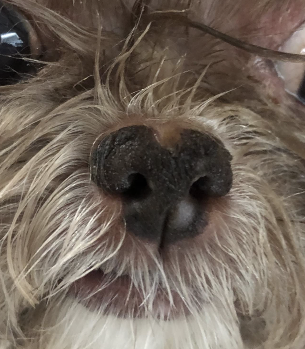 The same reviewer's dog now has a smooth, clear nose after using the snout soother stick