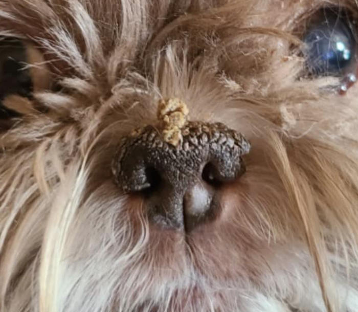 A photo from a reviewer showing their dog's nose with dry patches