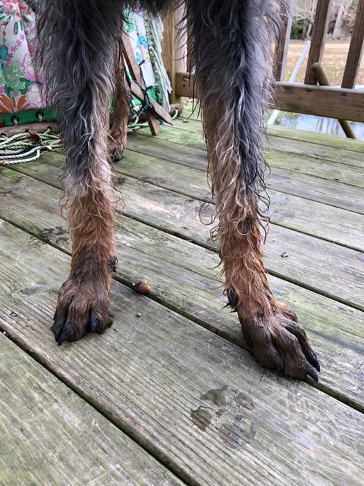 A dog's feet covered in dirt and wet.