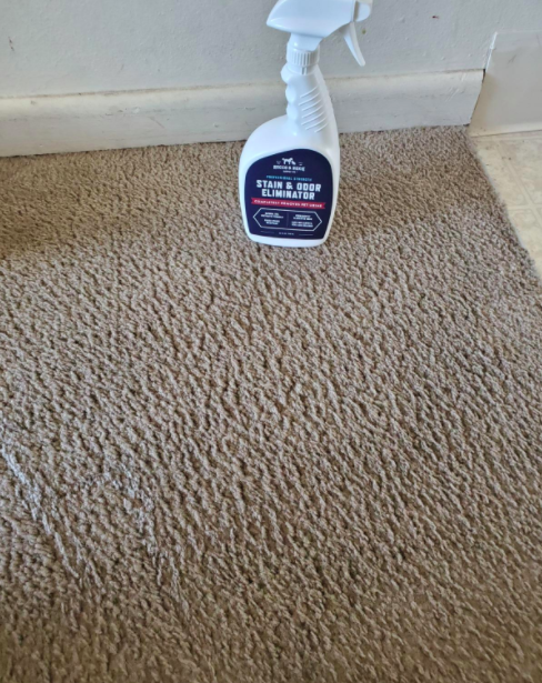 An after photo of the same carpet, now spotless and fresh after using the stain and odor remover.