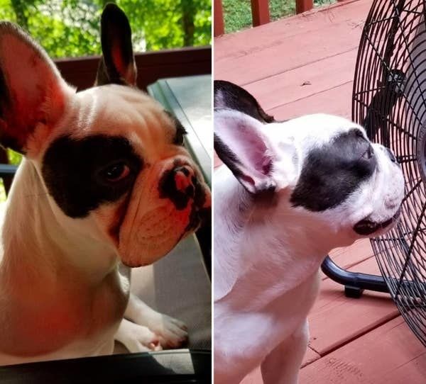 On the left, a dog with a noticeable tear stain, and on the right, the same dog now with the tear stain completely gone.