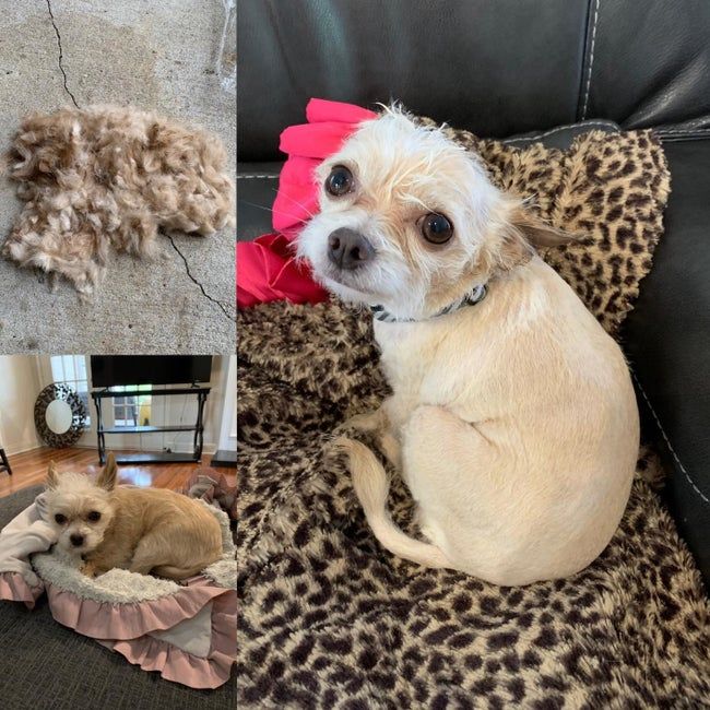 A reviewer's photo of a dog before and after being shaved, showcasing the clippers' effectiveness without causing any discomfort to the dog.