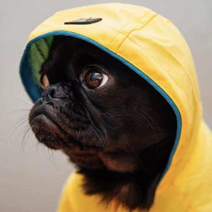 a dog dressed in a rain jacket