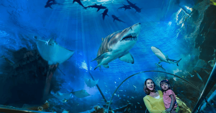 Discover the Kuala Lumpur Aquarium and explore the ocean world.