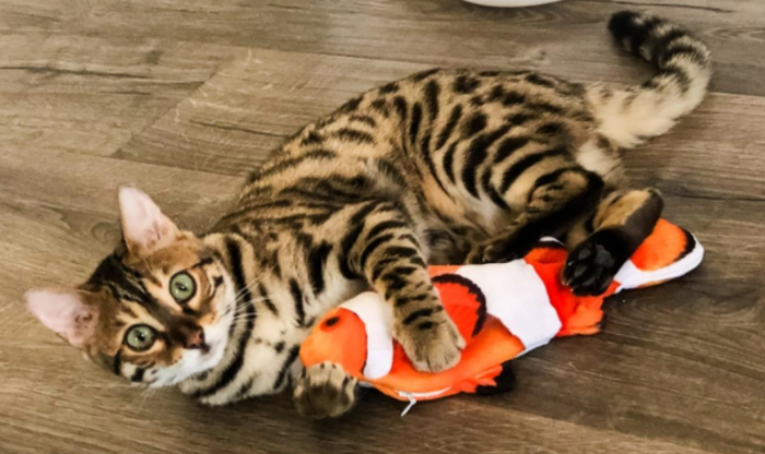 A cat using all four paws to pin down the flopping fish
