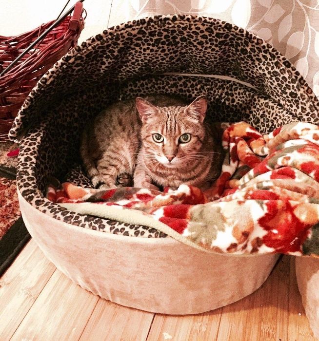 A cat lounging in a heated cat bed with a cozy hood