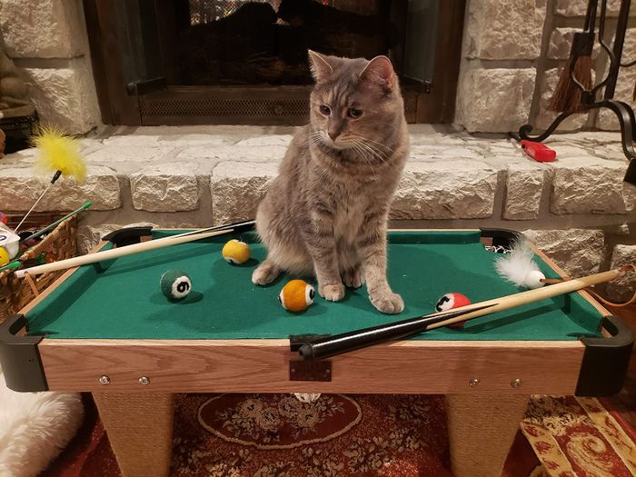 A cat resting on a mini pool table, with pool balls and cues scattered around.