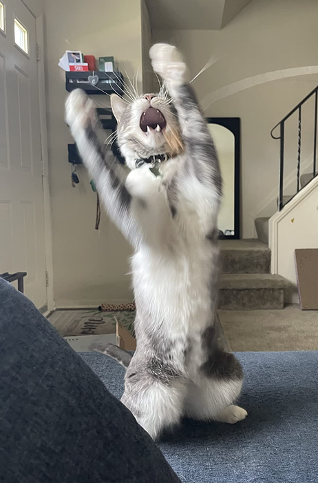 A cat stands on its hind legs with its front paws raised, mouth open, appearing to yawn or meow in a living room setting.