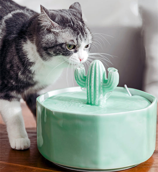 A cat drinking from a light green cactus-shaped water fountain